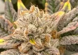 Peanut Butter Lady (IH) 3.5g: 22.8% Peanut Butter Lady (IH) 3.5g: 22.8%