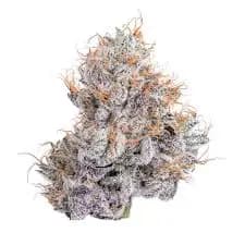 Dosi & Banana - Indoor - 14g | Indica Dosi & Banana - Indoor - 14g | Indica