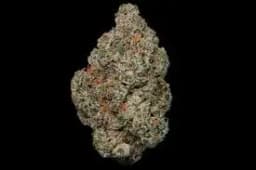 Glo Farms - Mint Sherbet - Pre-Pack Shake Glo Farms - Mint Sherbet - Pre-Pack Shake