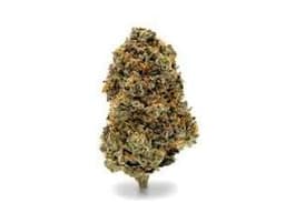 La Bomba Flower By Greenshift (Smalls) | Shake La Bomba Flower By Greenshift (Smalls) | Shake