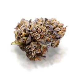 PURPLE PUNCH PURPLE PUNCH