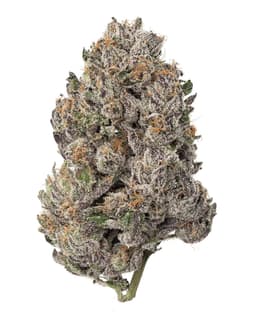 STRAWNANA | 3.5G STRAWNANA | 3.5G