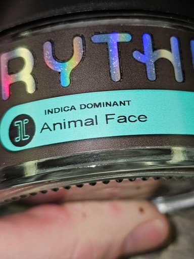 Animal Face Animal Face