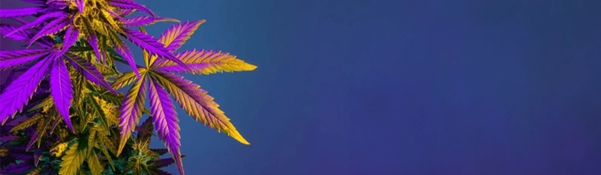 Find Weed Near You