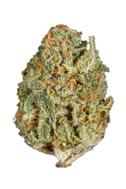 White Rhino White Rhino