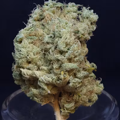 BAM Alaska Phat N' Nasty 3.5g Flower BAM Alaska Phat N' Nasty 3.5g Flower