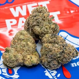 TEDS BUDZ Wet Paint TEDS BUDZ Wet Paint