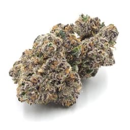 Inadaze | BOLO Premium 1/8 Inadaze | BOLO Premium 1/8