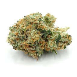 Inadaze | The Banger Premium 1/8 Inadaze | The Banger Premium 1/8