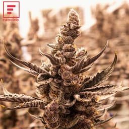 Trop Cherry (3.5g) Trop Cherry (3.5g)