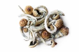 Psilocybin Magic Mushroom Psilocybin Magic Mushroom