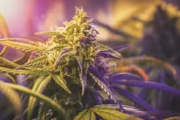 mac ( Miracle Alien Cookies On Sale) mac ( Miracle Alien Cookies On Sale)