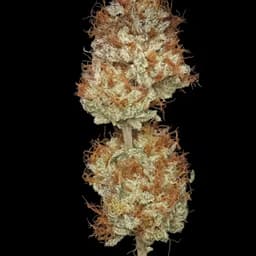 Willy's Wonca 14g Flower Willy's Wonca 14g Flower