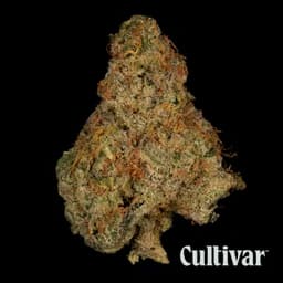Banana OG - 3.5g Premium Flower Banana OG - 3.5g Premium Flower