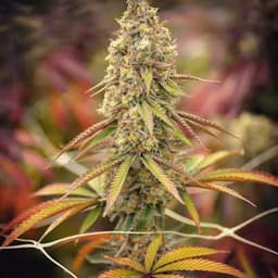 Beaver Breath Beaver Breath