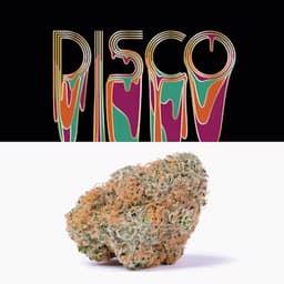 Cookies - Disco Cookies - Disco