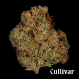 Cultivar Collection Banana Bliss - 3.5g Premium Flower Cultivar Collection Banana Bliss - 3.5g Premium Flower
