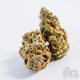 HG - GL - Yaaass Betch (IH): 3.5g HG - GL - Yaaass Betch (IH): 3.5g