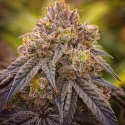 Glacier Cookies 28g Trim Glacier Cookies 28g Trim