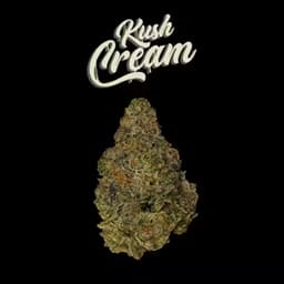 HOTBOX | Kush Cream Hybrid (3.5g or 1/8th) Indoor Flower HOTBOX | Kush Cream Hybrid (3.5g or 1/8th) Indoor Flower