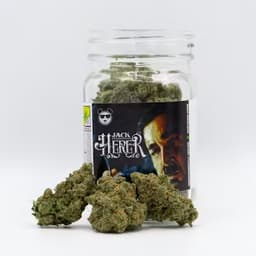 Phat Panda Jack Herer Phat Panda Jack Herer