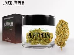 Jack Herer Greenhouse Flower 3.5g | Platinum Reserve | Flower Jack Herer Greenhouse Flower 3.5g | Platinum Reserve | Flower