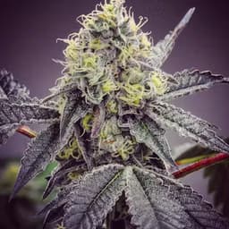 Juno Gelato Juno Gelato