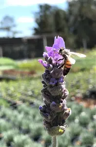 California Lavender California Lavender