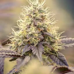 Looney Lemon Looney Lemon