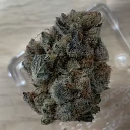 Lost at Sea -1g Lost at Sea -1g