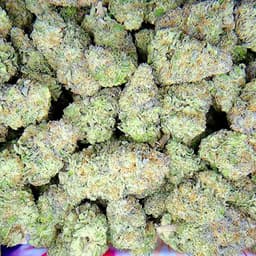 Mancendo -1g Mancendo -1g