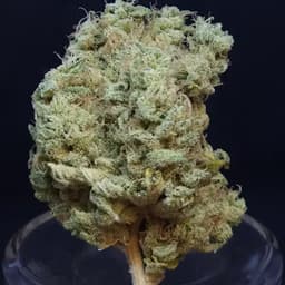 BAM Alaska Phat N' Nasty 3.5g Flower BAM Alaska Phat N' Nasty 3.5g Flower