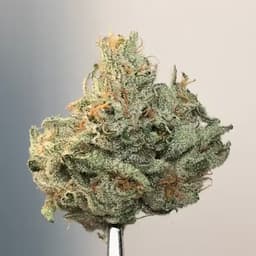 Quantum Kush 3.5g Flower Quantum Kush 3.5g Flower