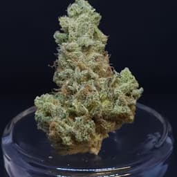 Scuba's KeyLime OG 1g Flower Scuba's KeyLime OG 1g Flower