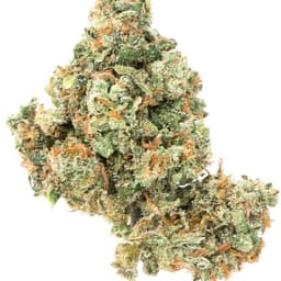 Jack Sparrow Jack Sparrow