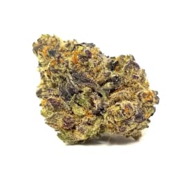 Purple Mimosa Purple Mimosa