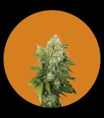 grey haze (greay area special) grey haze (greay area special)