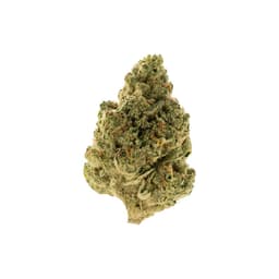 Gravity Cookies INDICA • BY OMY Gravity Cookies INDICA • BY OMY