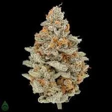 Mandarin Cookies - Back Forty - Dried Flower Mandarin Cookies - Back Forty - Dried Flower